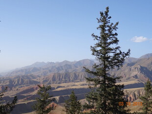 高山旁挺立的翠绿松树