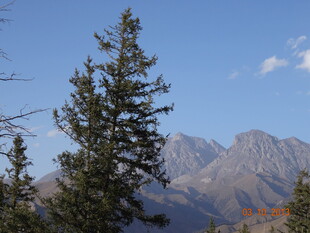 挺拔松树映衬巍峨山脉