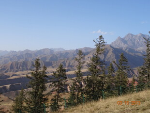 山间景致 挺拔树木伴远山