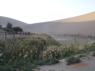 沙漠边的繁茂植物景观