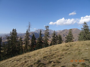高山之巅的葱郁林木