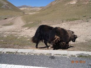 路边牦牛低头觅食