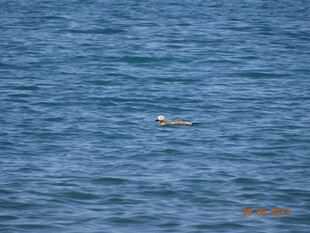 海面上的漂浮物