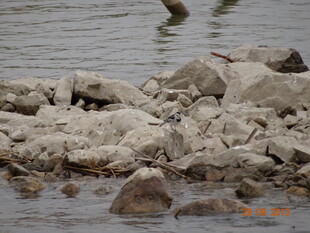 河边的石块与水中景象