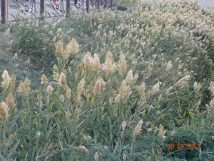 户外摇曳的美丽蒲苇