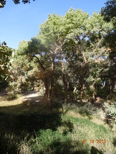 林间绿意盎然的自然风光