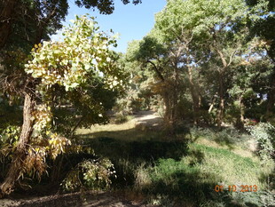 林间幽径 自然绿意景致