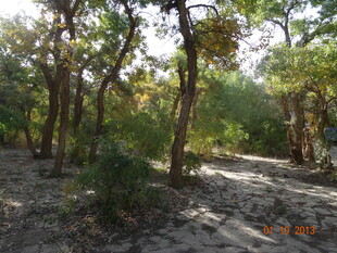 林间光影斑驳的静谧树林