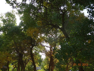 阳光洒落的茂密树林