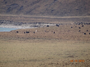 草原上的动物群