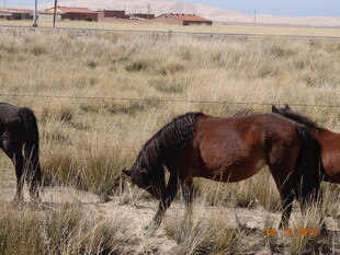 草原上的马匹在低头吃草