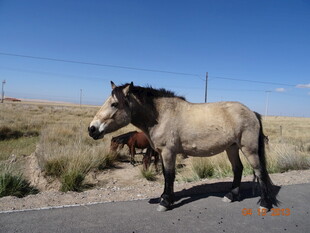 公路上的独行野马