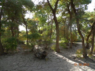 森林中的静谧自然景象