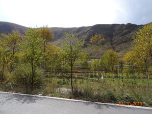 山间路旁绿意盎然的景致