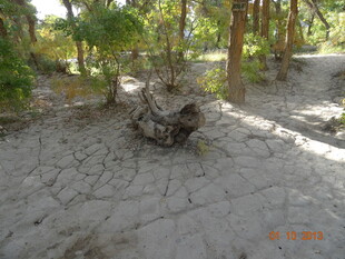 干裂土地上的枯树