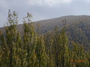 山林间的葱郁树木