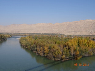 河畔秋色 金黄树林映碧水