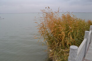 湖畔秋苇 静谧水岸景致