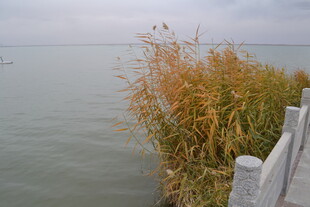 湖畔芦苇与白色围栏景致