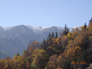 秋日山林与远处雪山美景