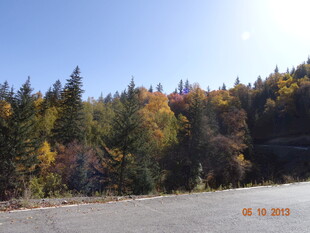 秋日湖畔多彩树林美景