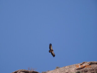 蓝天峭壁间展翅的飞鸟
