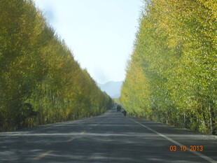 秋日林荫大道美景