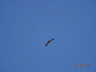 蓝天中翱翔的飞鸟