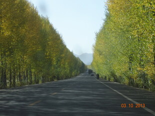 秋日银杏大道美景