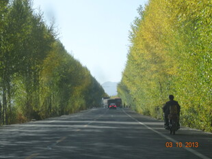 公路骑行者 秋日林荫道