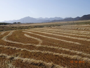 秋日田野的美丽曲线