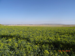 金黄油菜花田的美丽风光