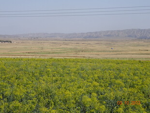 金黄油菜田 广袤田野风光