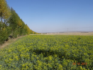 金黄油菜花田 蓝天绿树相伴