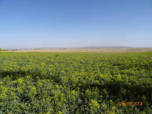 广袤绿色田野风光