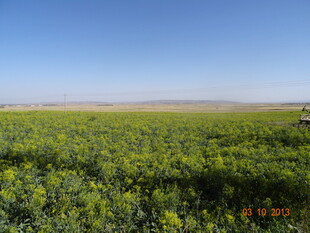 广袤油菜花田 田园风光
