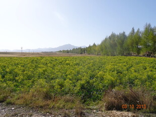 广袤绿植田野风光