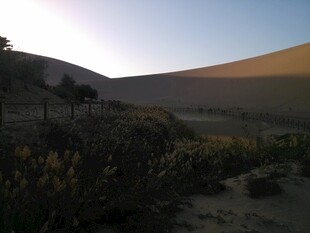 黄昏下的沙漠植被景观