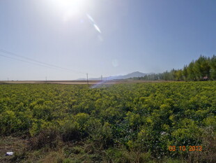 阳光照耀下的绿色田野
