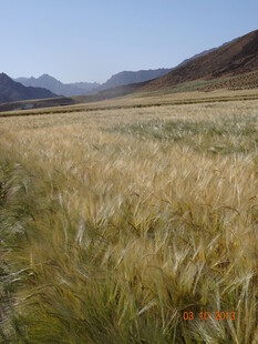 广袤原野上的金黄麦浪