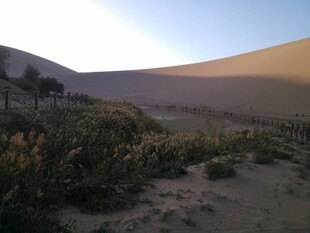 沙漠边缘的植被景观