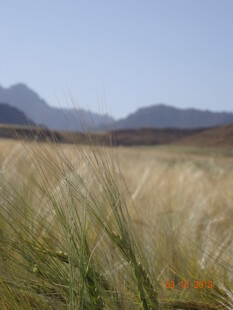 广袤草原与远处山峦