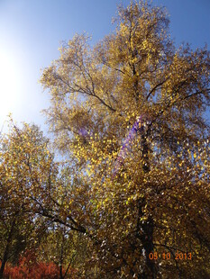 秋日金黄树木蓝天美景