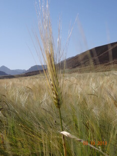 麦田麦穗 远山蓝天美景