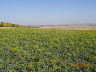 广袤田野绿意盎然
