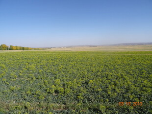广袤绿野 尽显田园风光