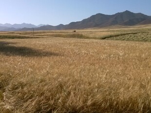 广袤金黄麦田与远山