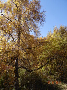 秋日金黄树林美景