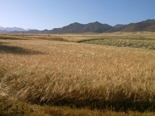 广袤麦田与远山美景