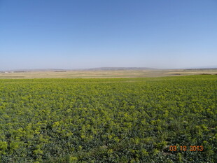 广袤绿农田 生机无限